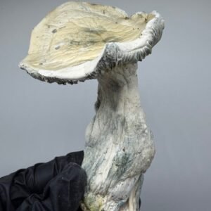Jack Frost (APE x Albino Teacher)